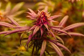 Cannabis Seeds Manitoba - Your Guide to the Best Seeds in the Region