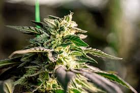 Cannabis Seeds Manitoba - Your Guide to the Best Seeds in the Region