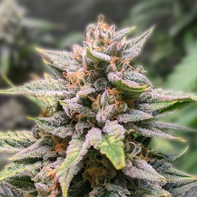 Cannabis Seeds Manitoba - Your Guide to the Best Seeds in the Region